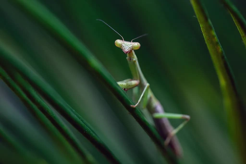 Curious Stare