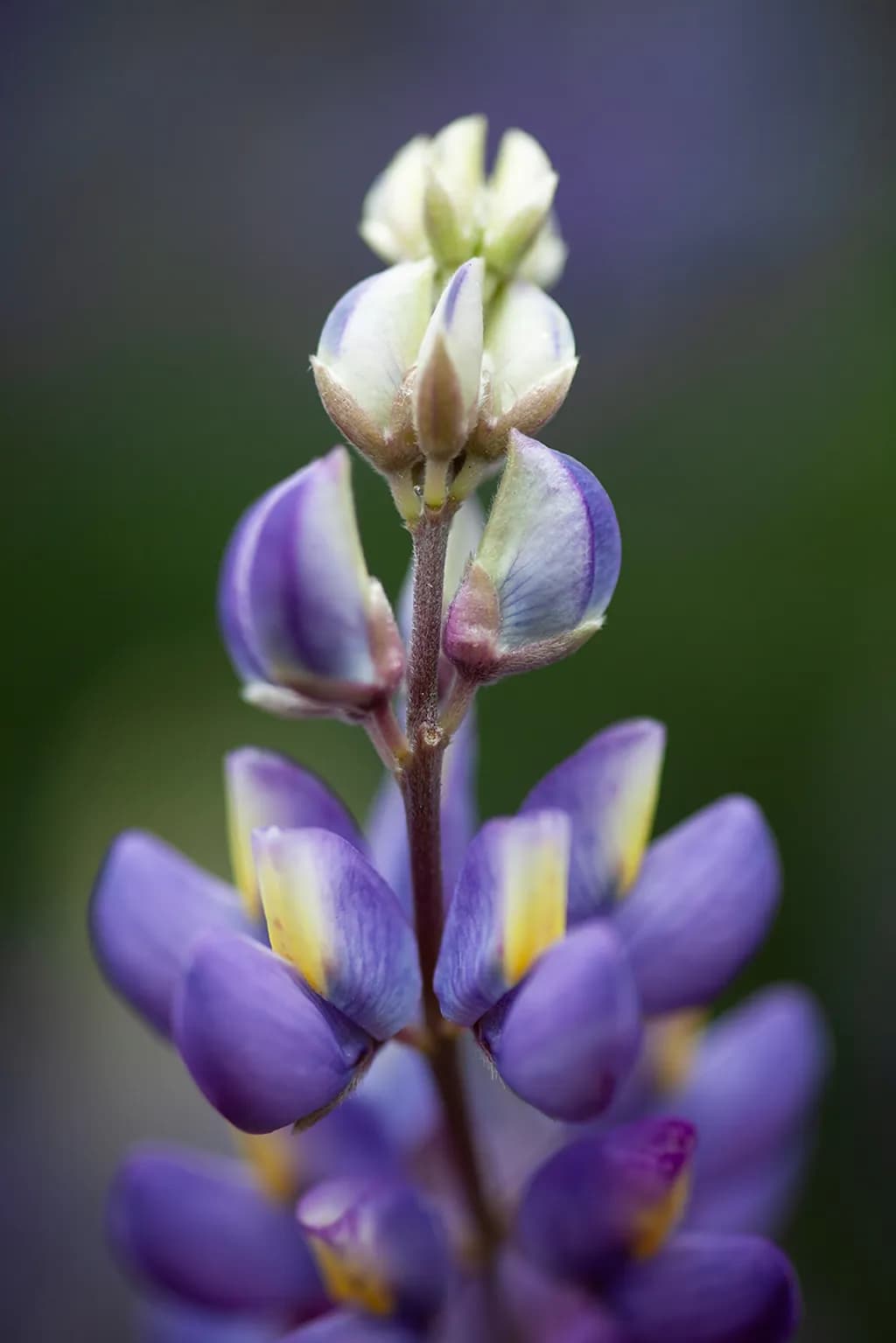 Lupine Bloom