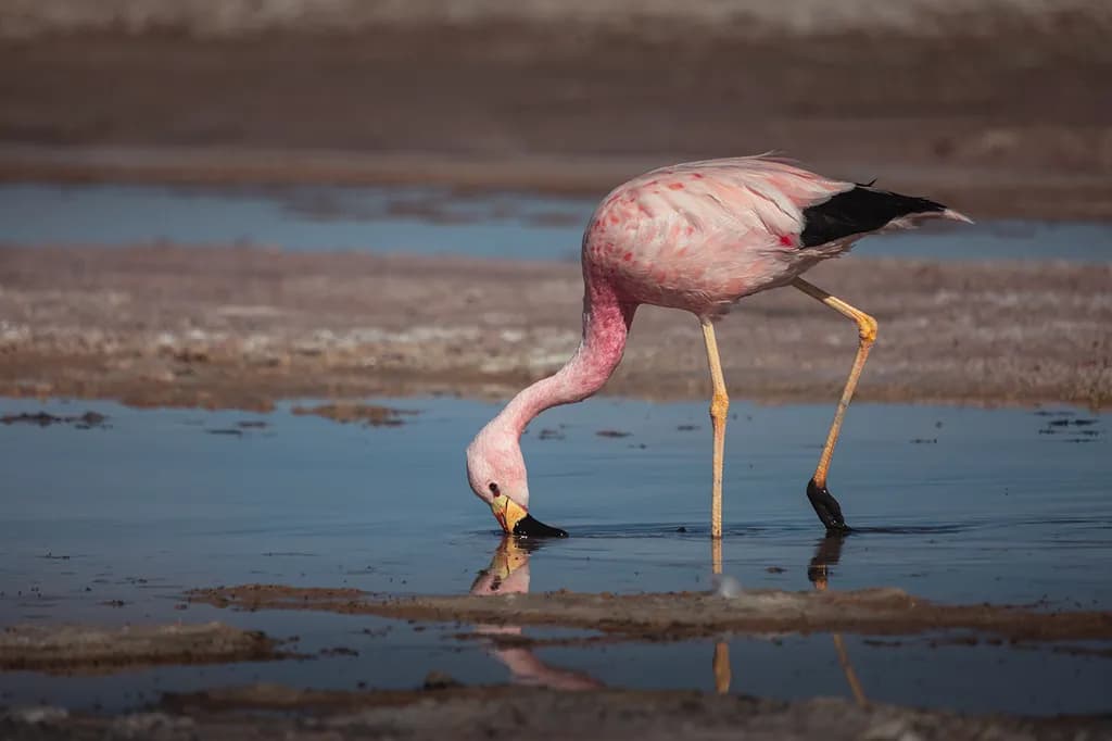 Reflective Flamingo