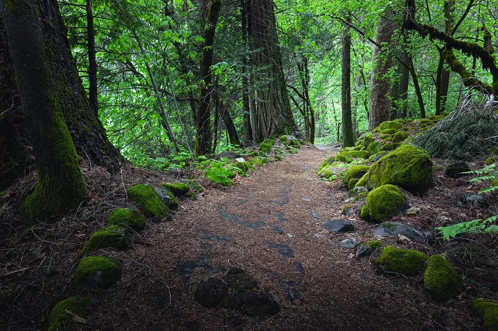 Mossy Forest Walk