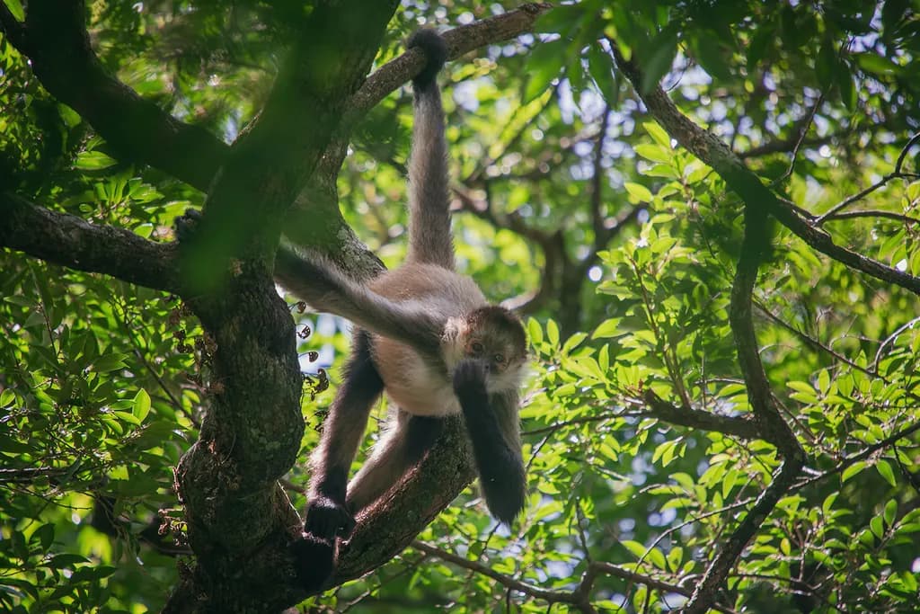 Canopy Acrobat