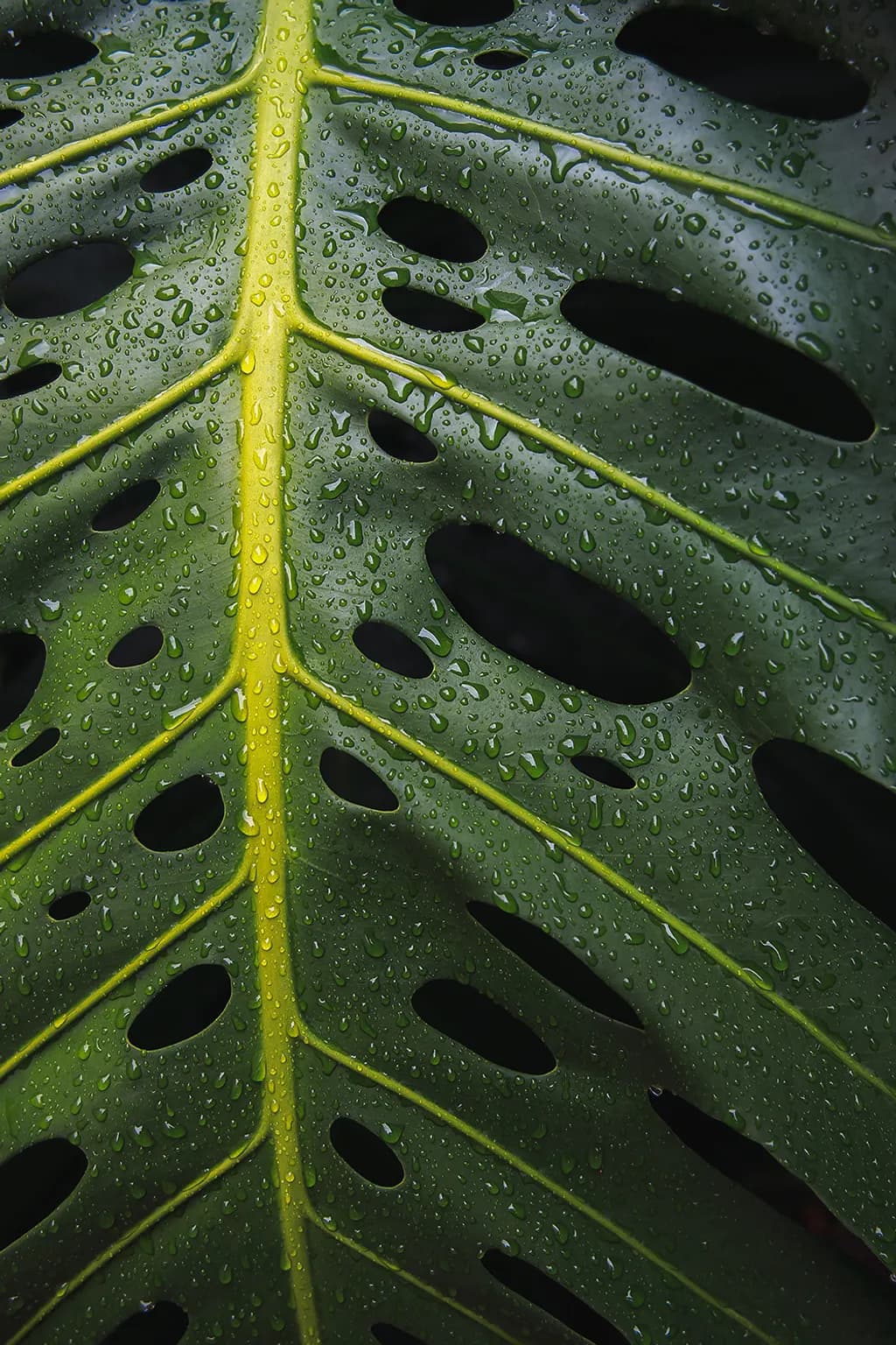 Monstera Veins