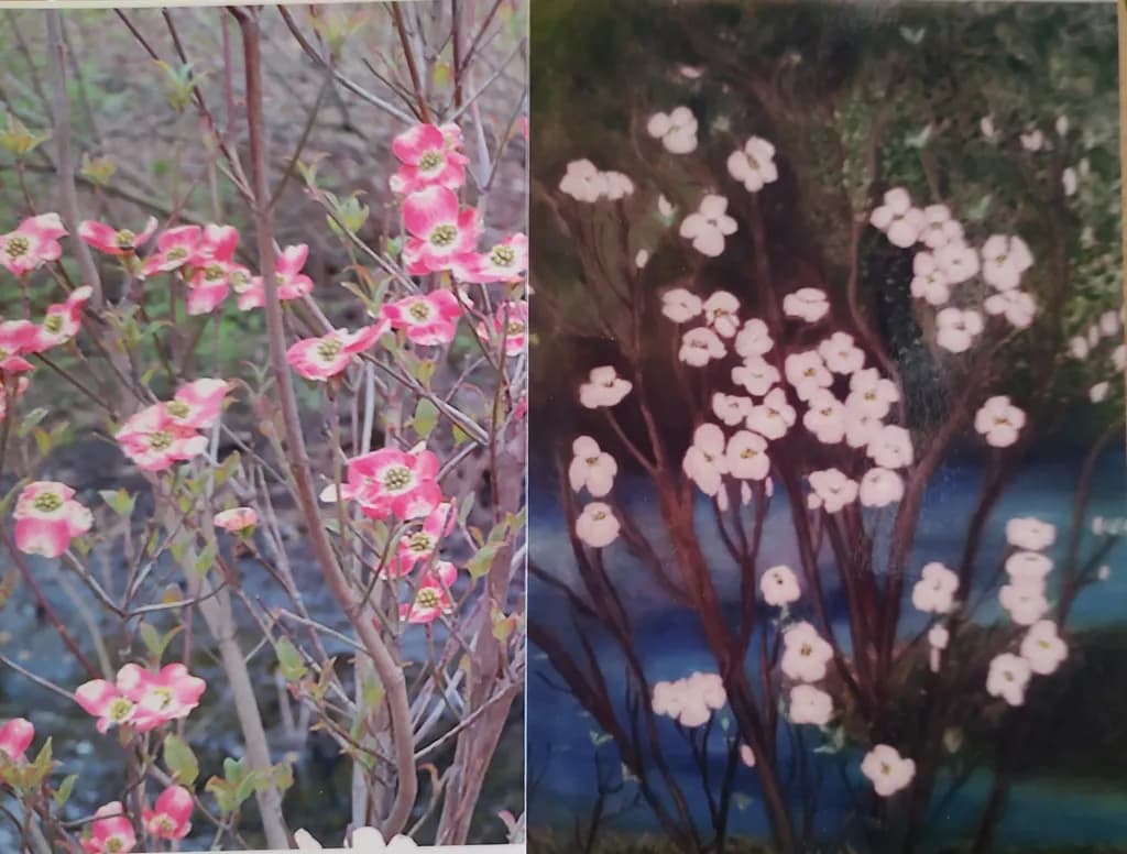 Pink Dogwood Blooms