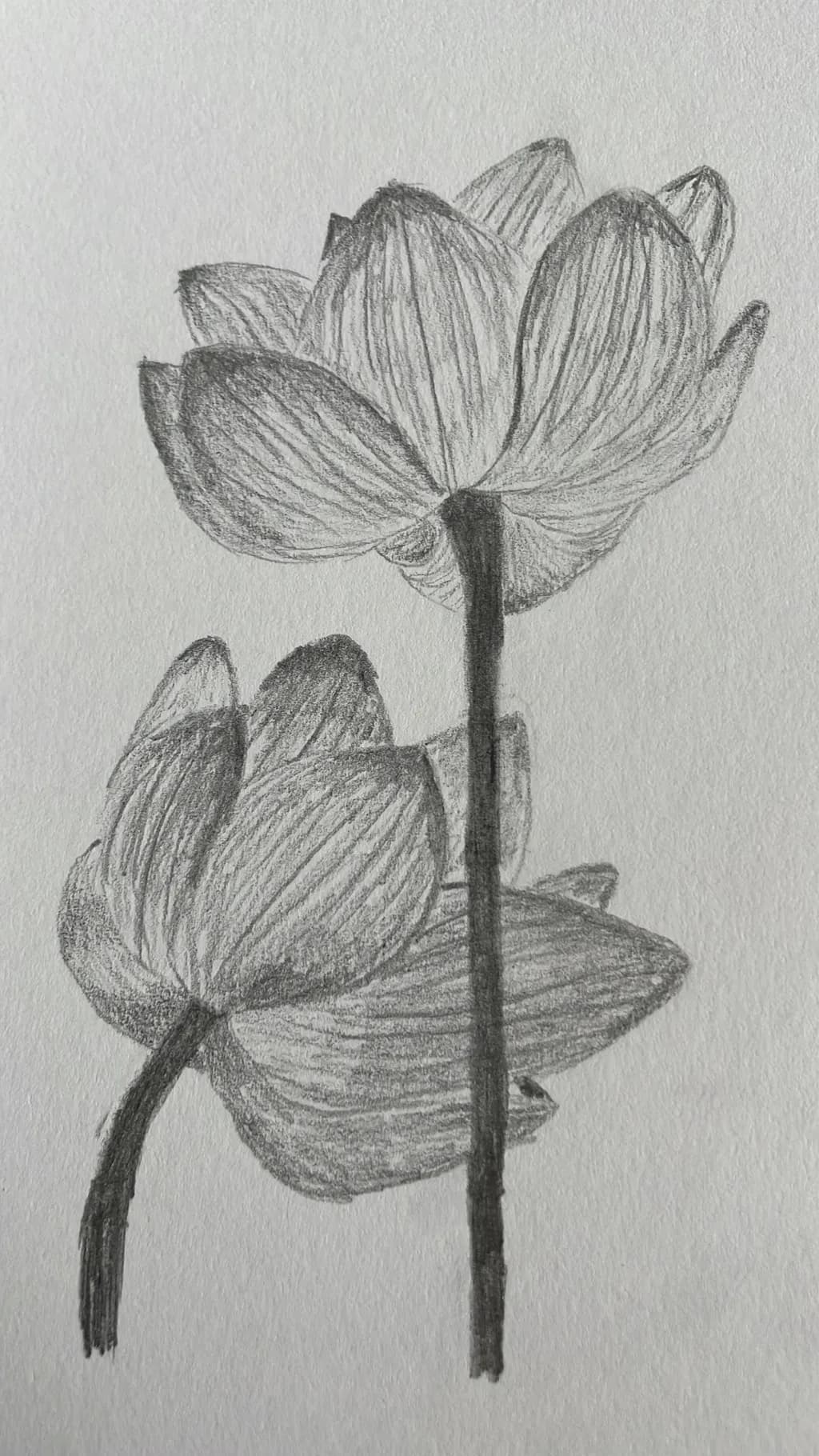 Petal Study