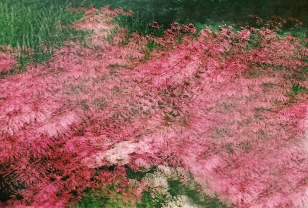 Blushing Garden