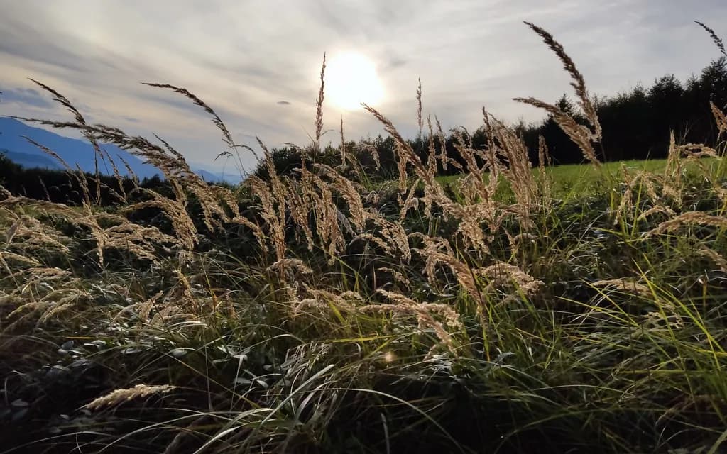 Golden Meadow Breeze