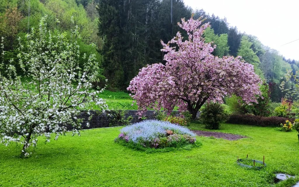 Spring Orchard Bloom