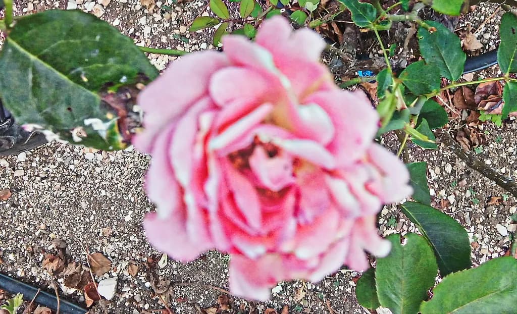 Blurred Rose Bloom