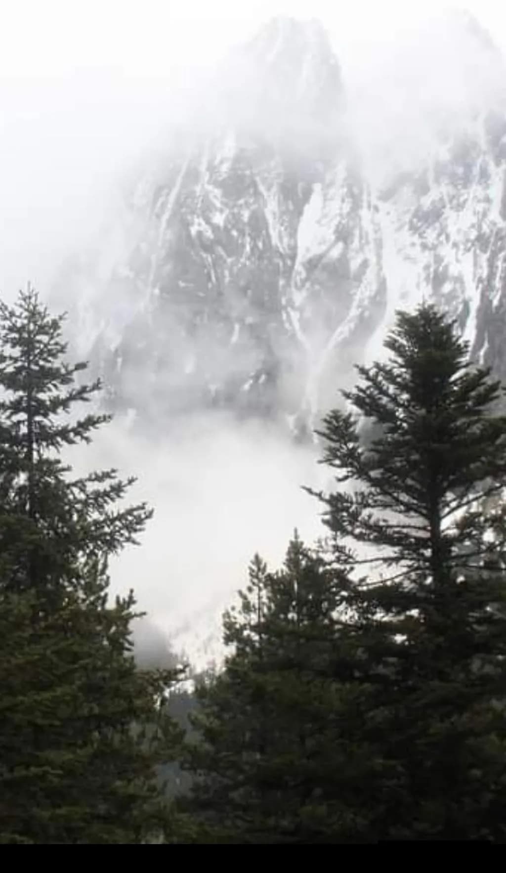 Misty Mountain Pines