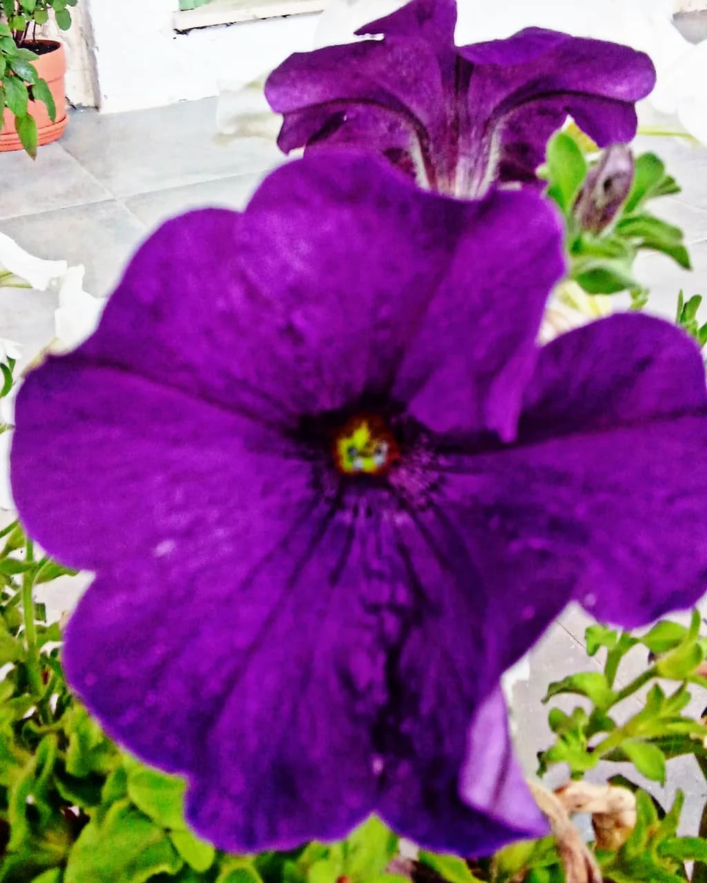 Purple Petunia Close-Up