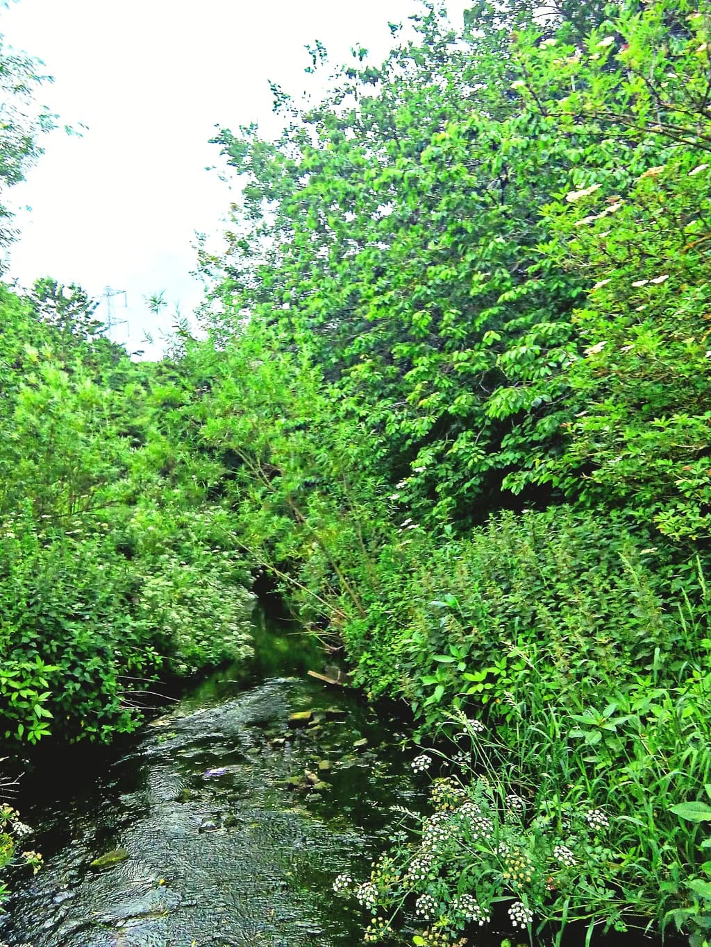 Verdant Streamside
