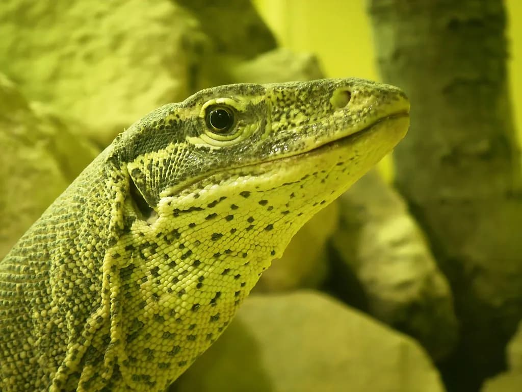 Monitor Lizard Gaze