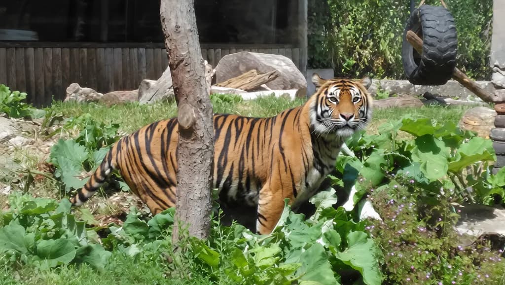 Alert Bengal Tiger