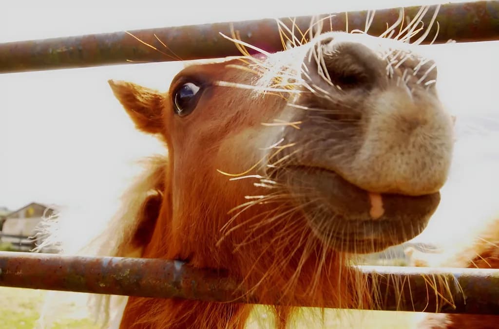 Curious Horse Close-Up