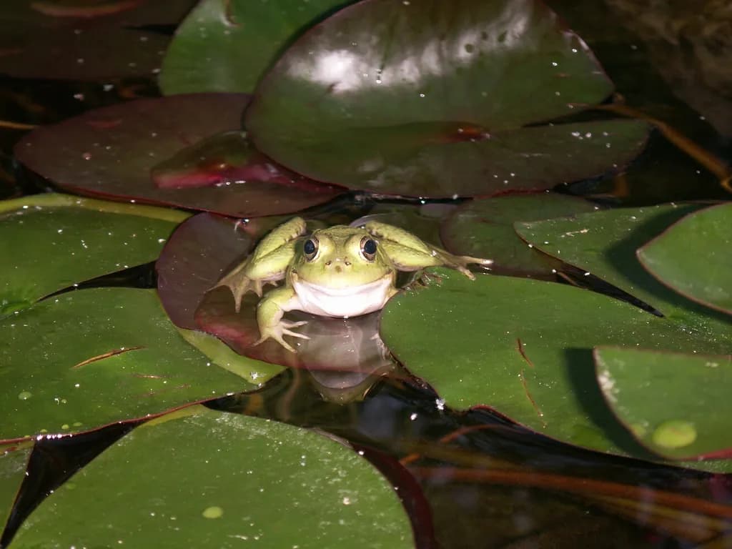 Pond Sentinel