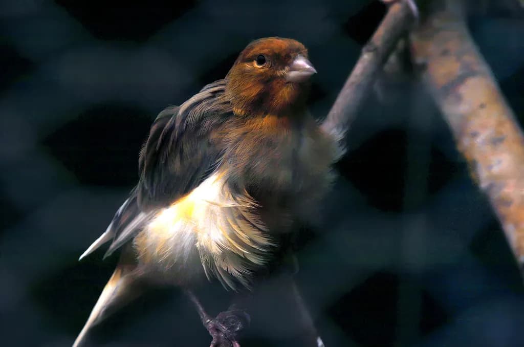 Dusky Finch Perch