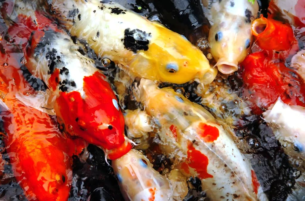 Koi Confluence
