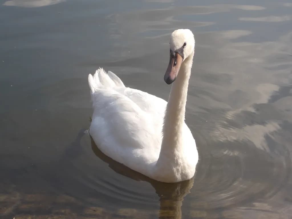Swan Reflection