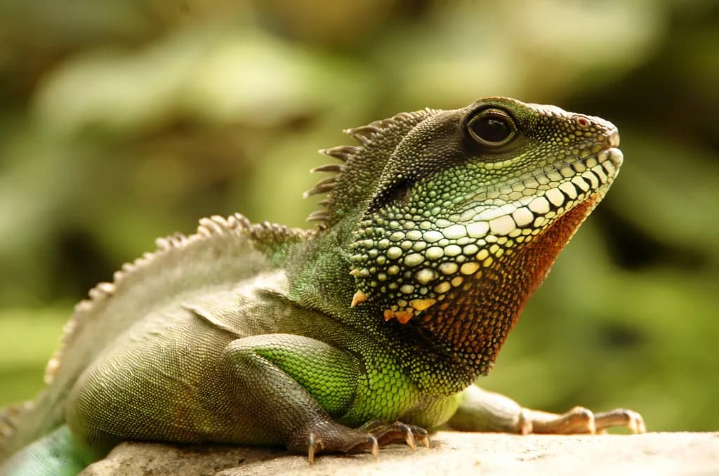 Scaled Guardian