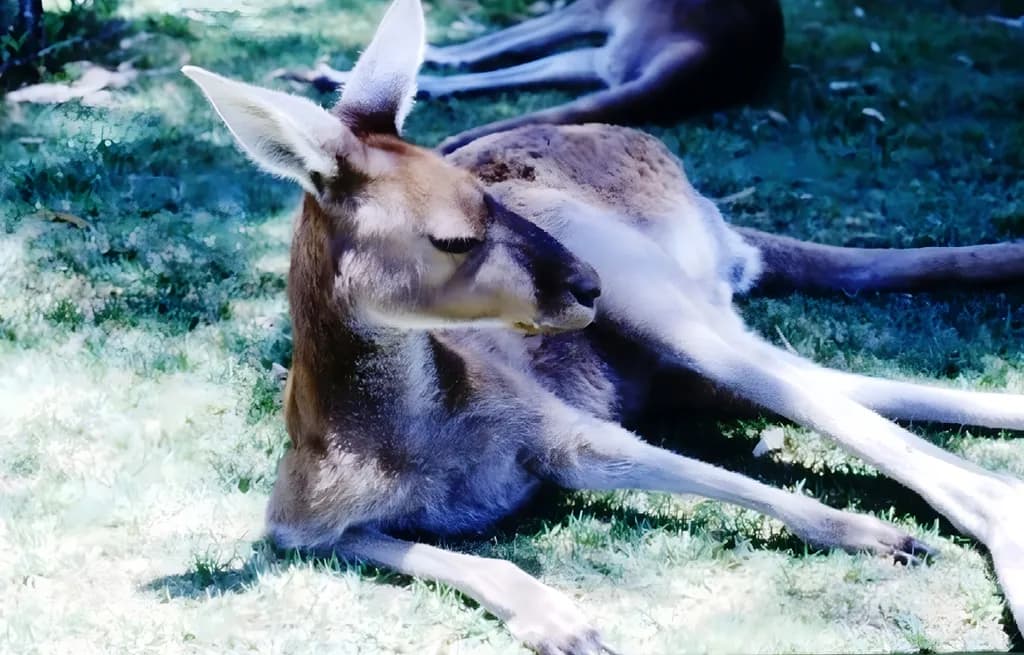 Sunlit Rest