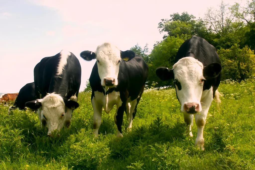 Curious Grazers