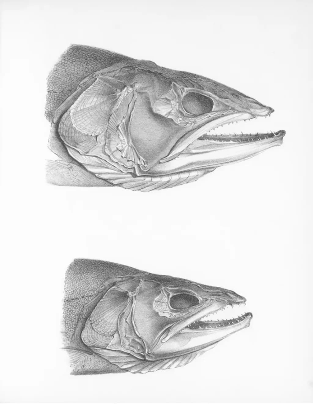 Fish Anatomy Study