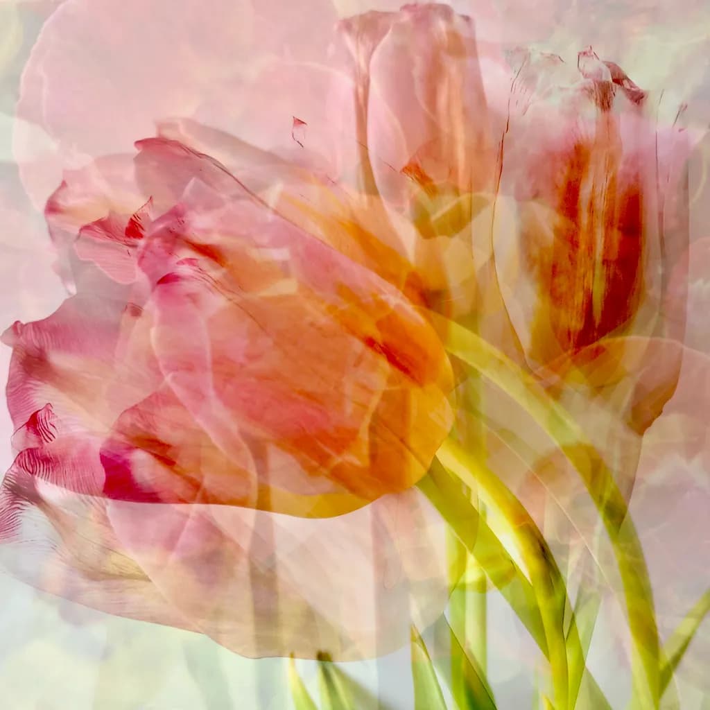 Petal Fusion
