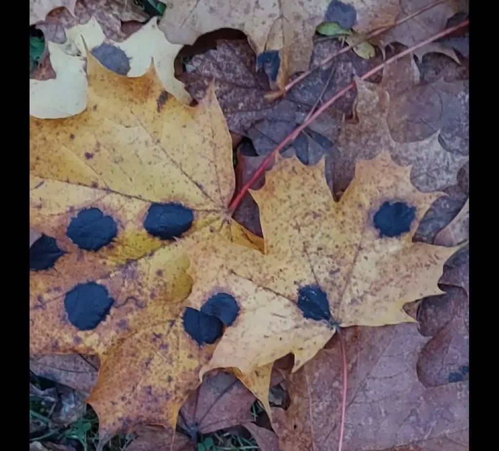 Spotted Leaves
