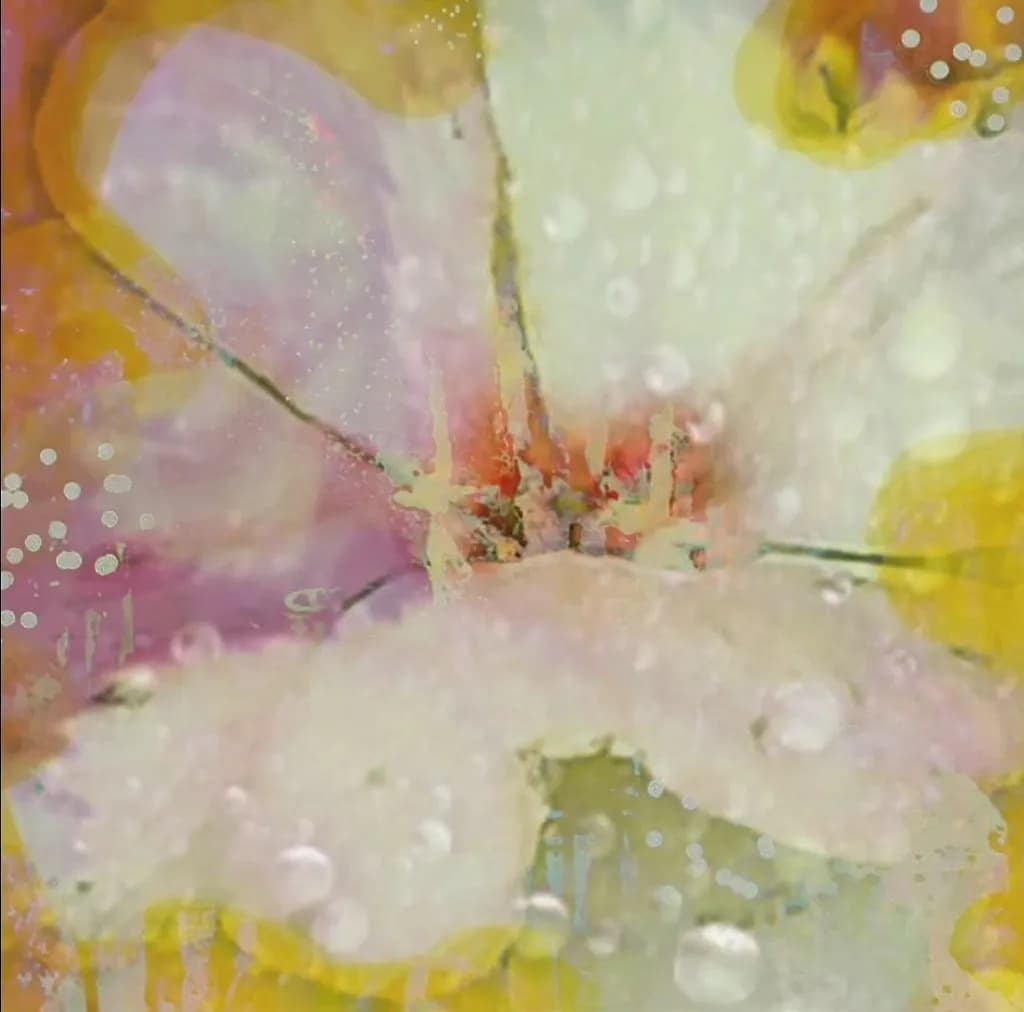 Dewed Petals