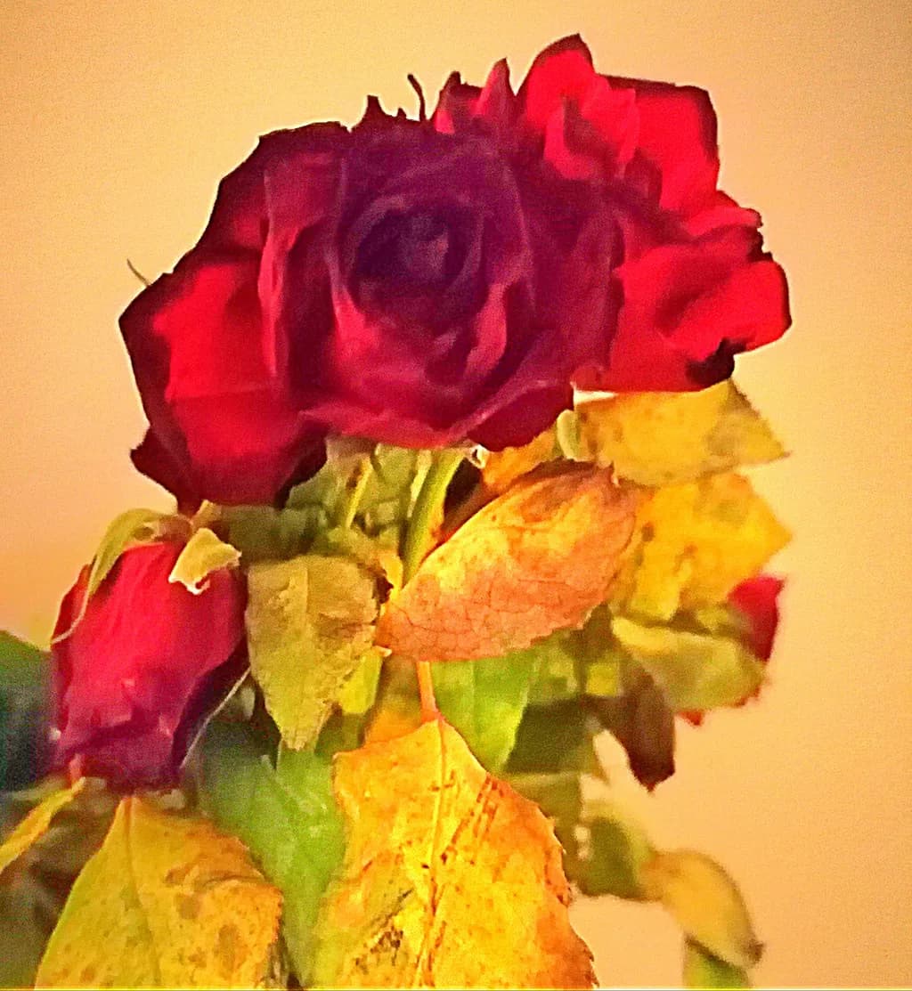 Fading Crimson Roses
