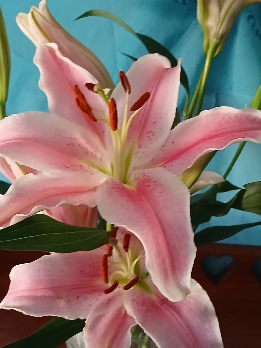 Pink Stargazers