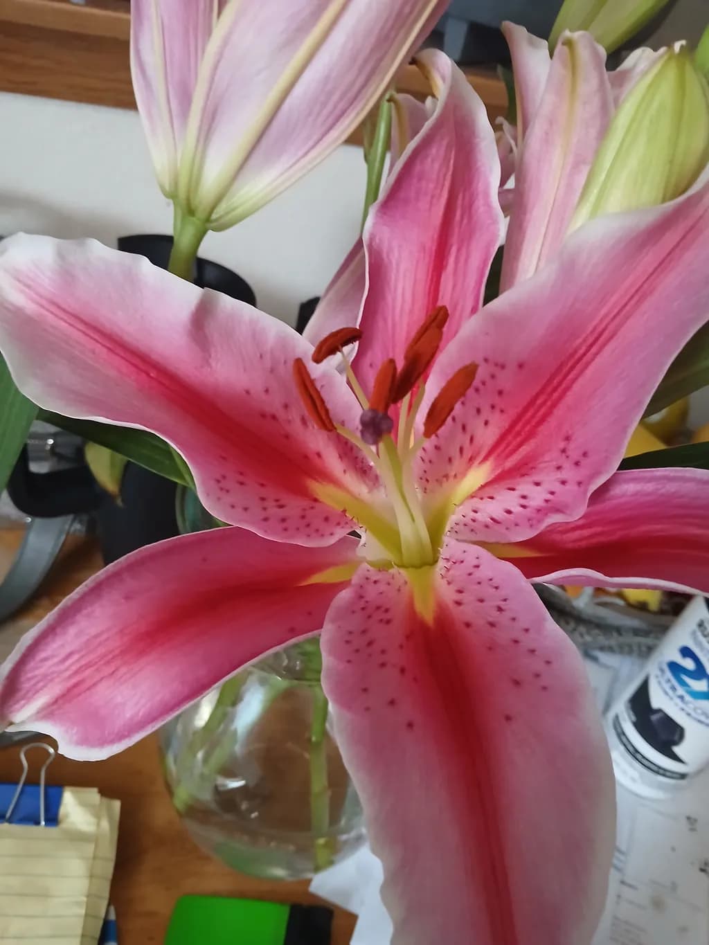 Pink Stargazer Lily