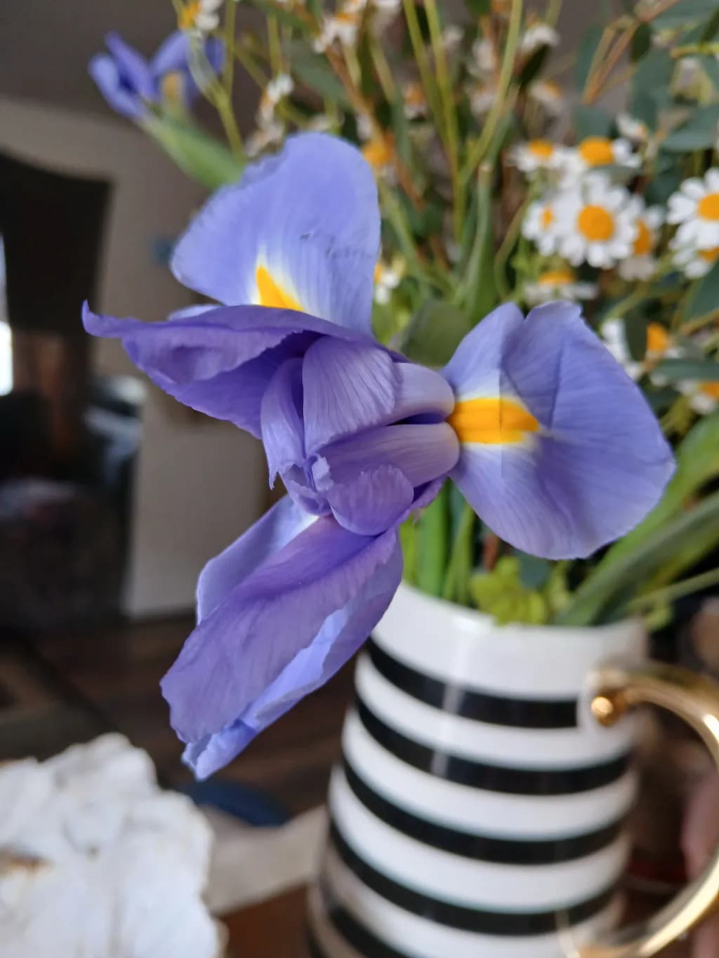 Iris in Focus