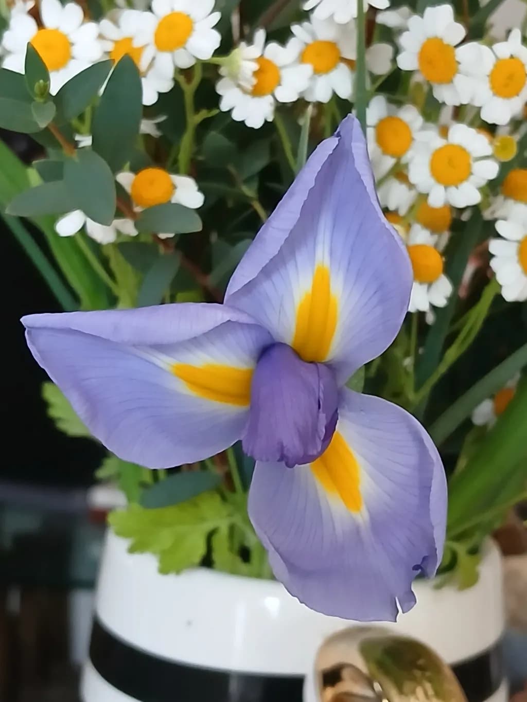 Iris and Daisies
