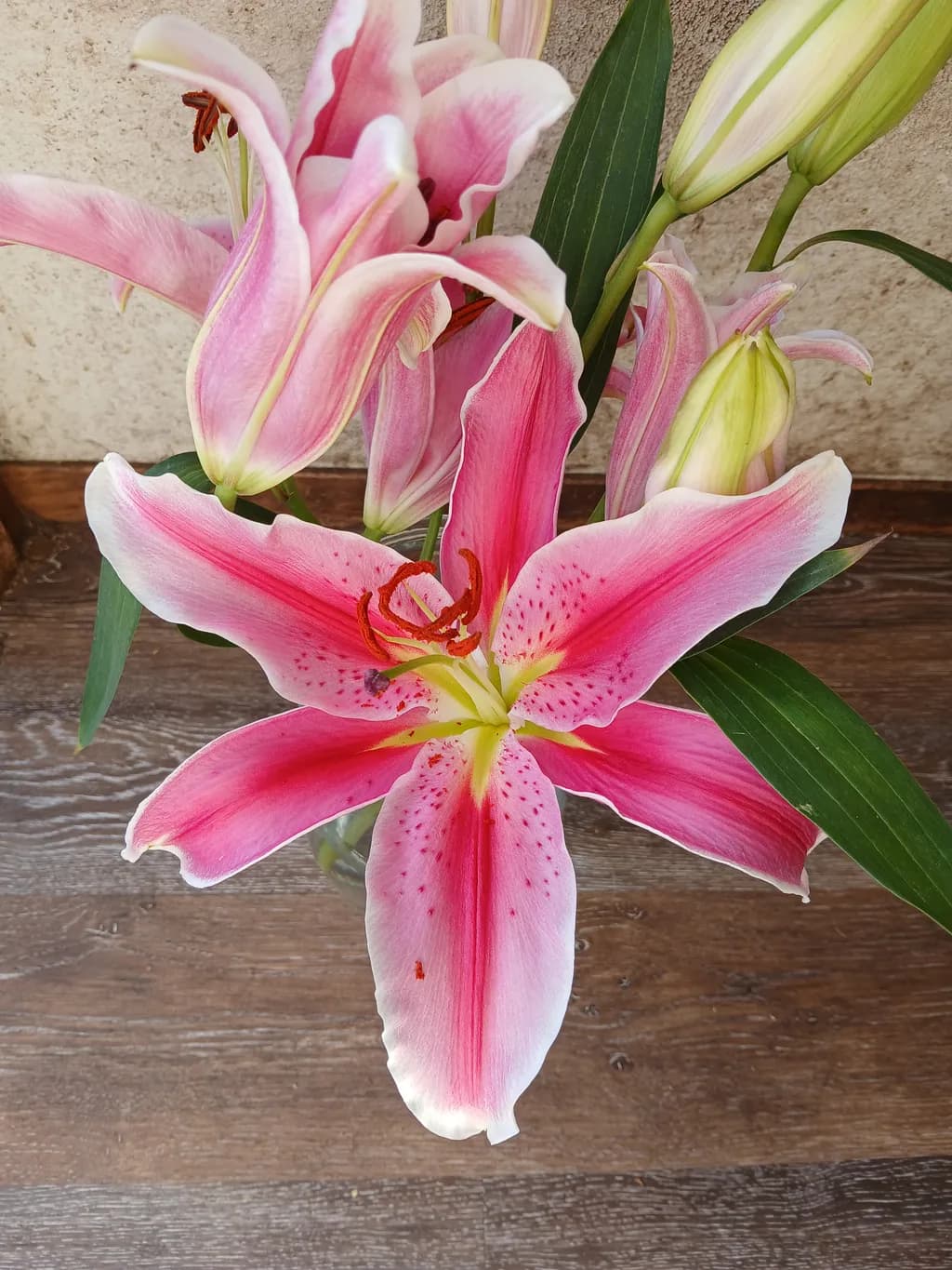Pink Stargazer Lily