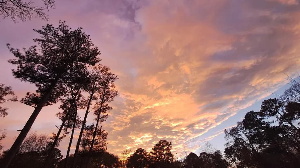 Dusky Pines