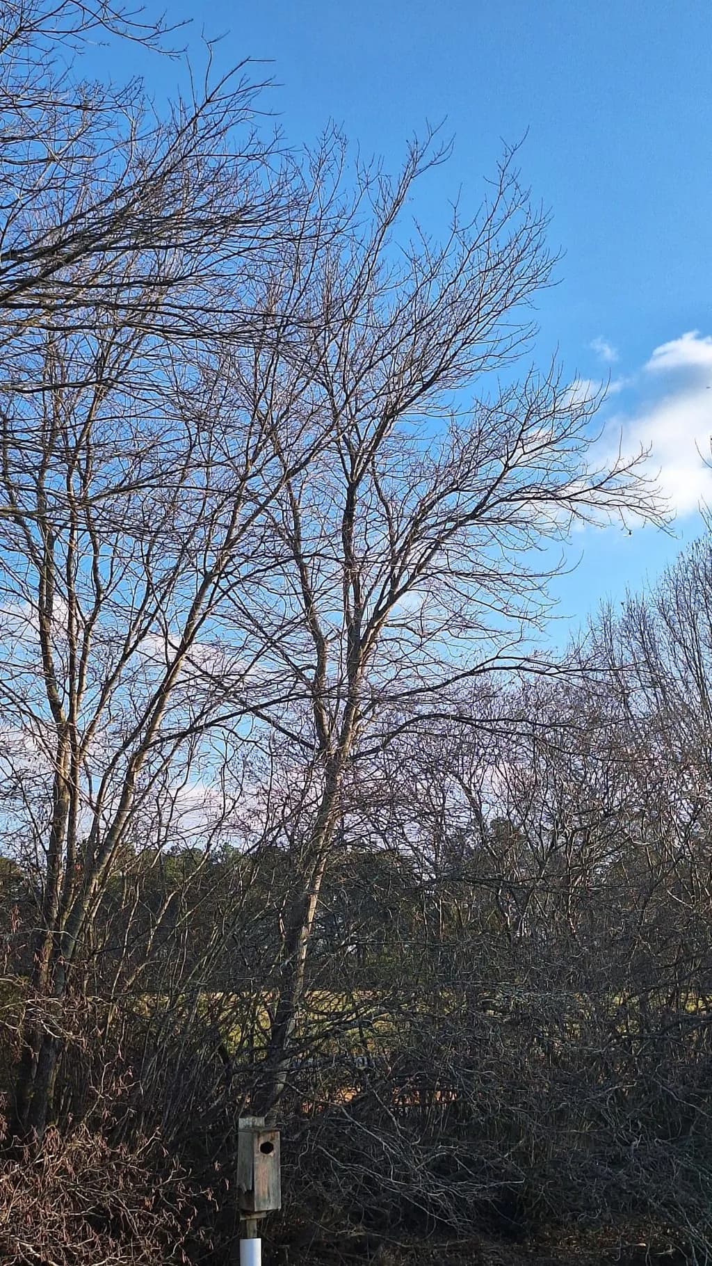 Winter Branches
