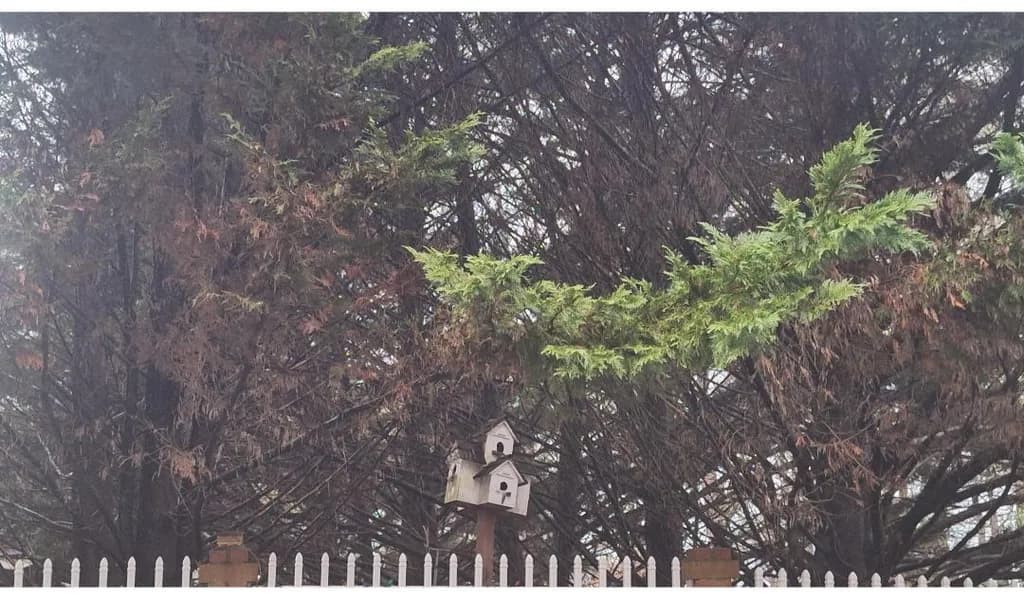 Hidden Birdhouses