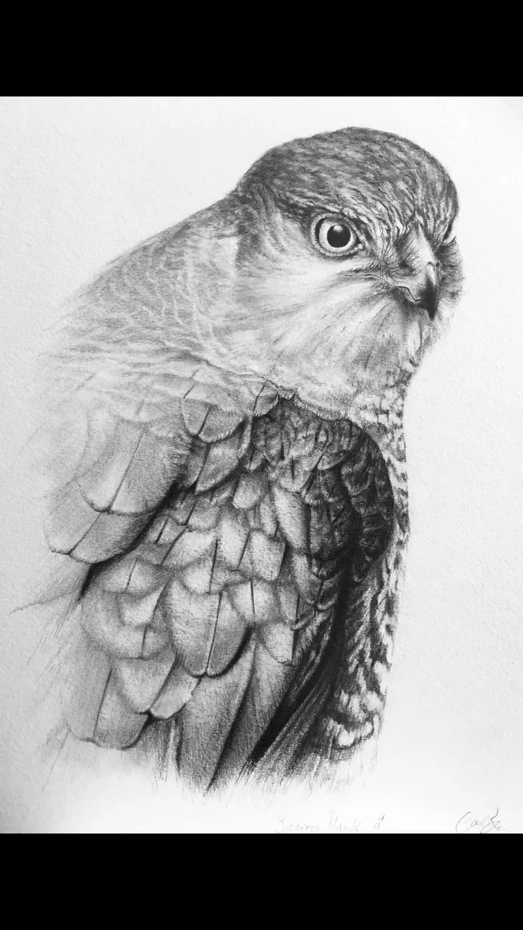 Sparrow Hawk
