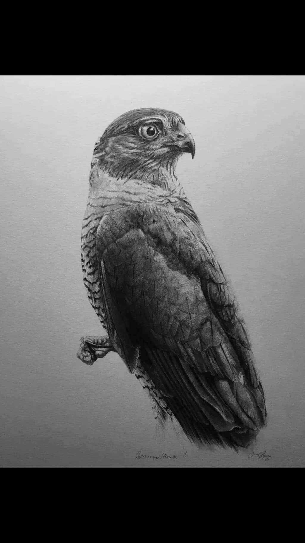 Sparrowhawk Study