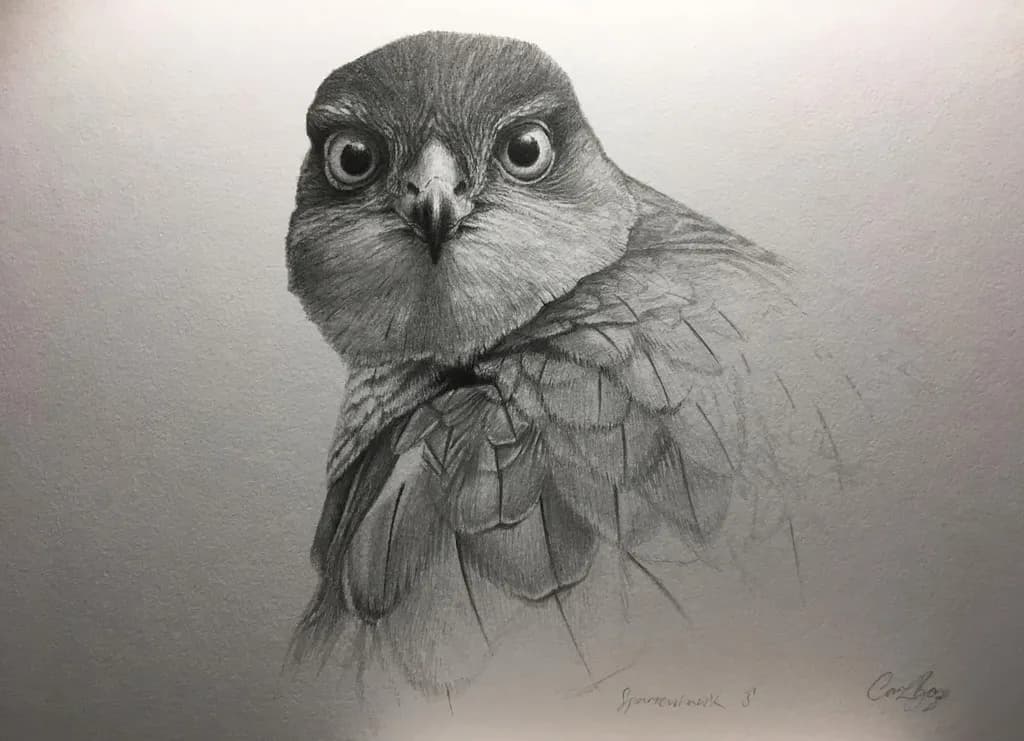 Sparrowhawk Study