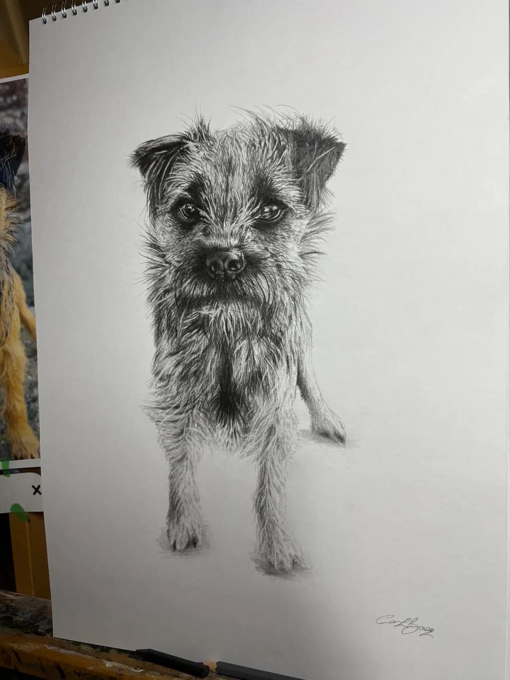 Scruffy Gaze