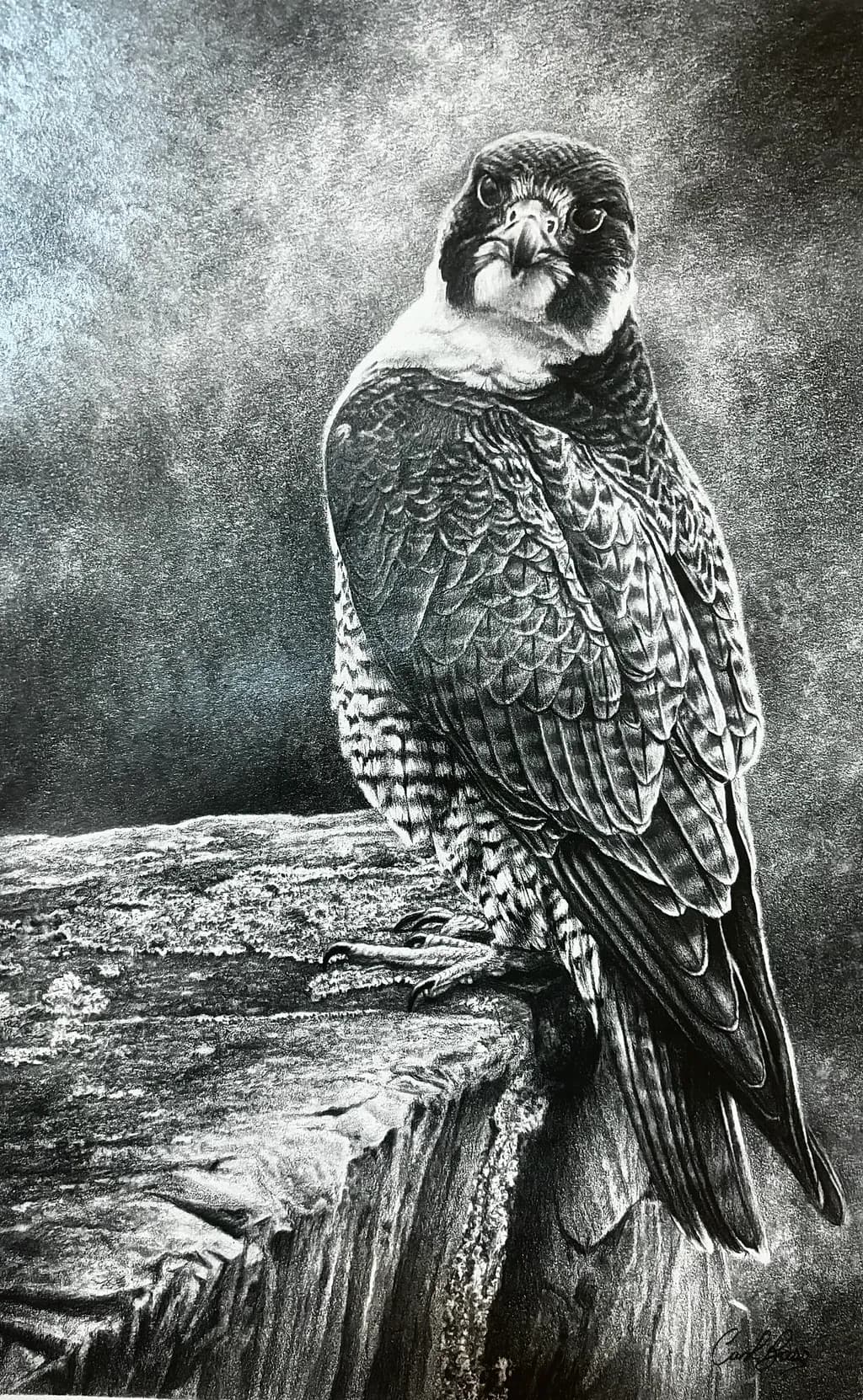 Perched Falcon
