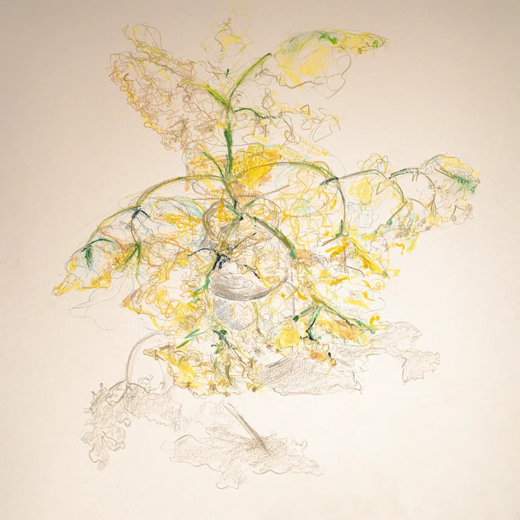 Elderflower Warmth