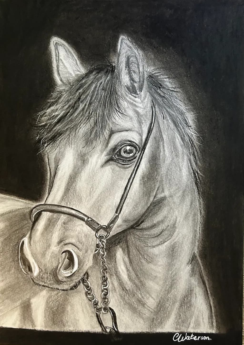Equine Gaze