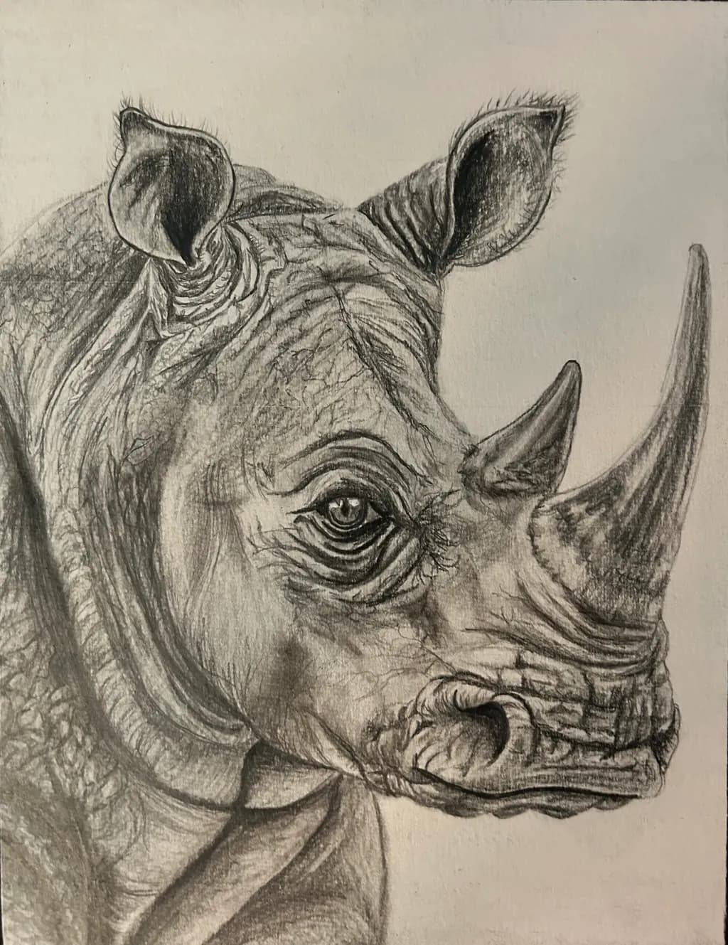 Rhino in Profile