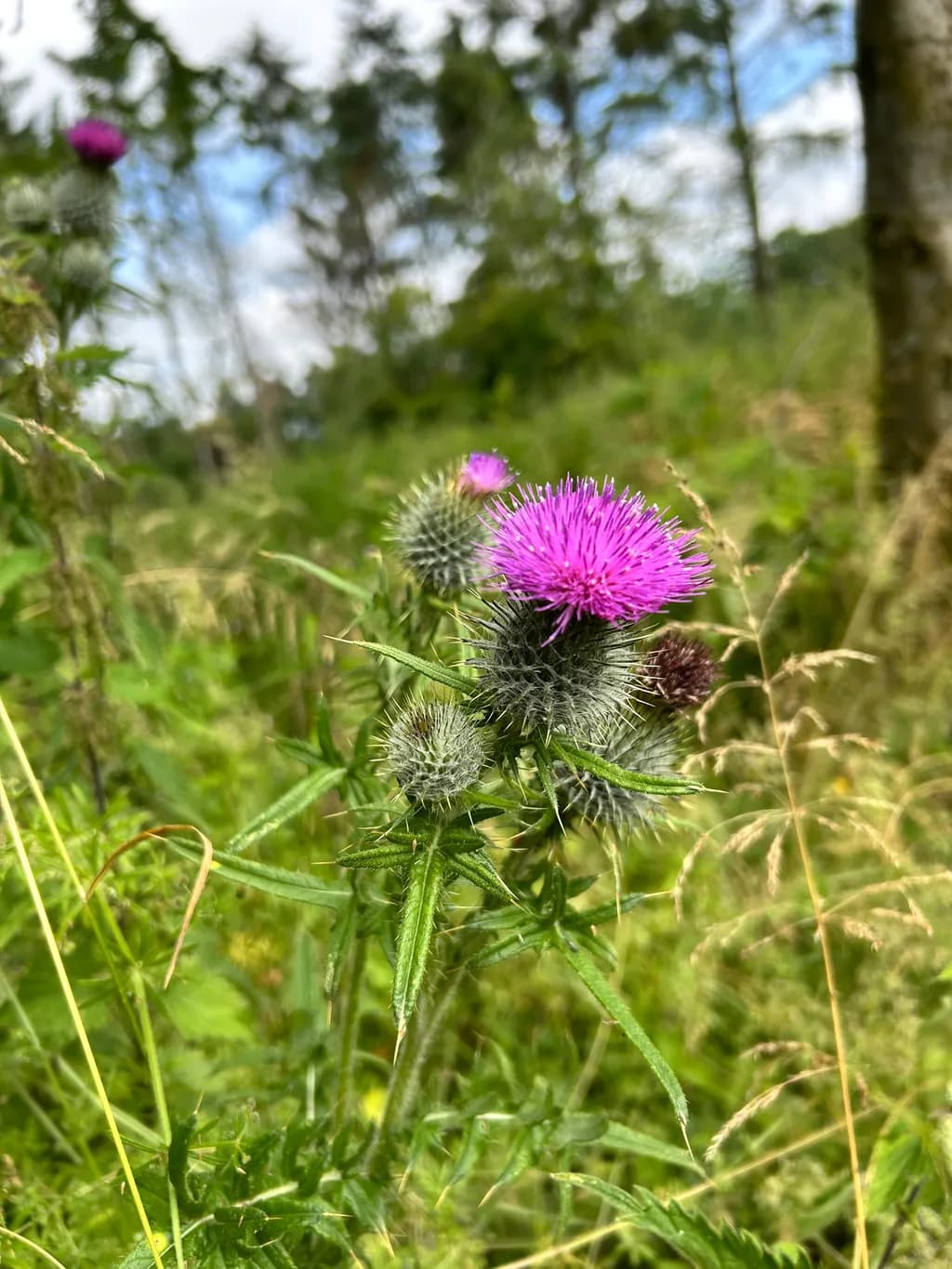 Thistle Bloom