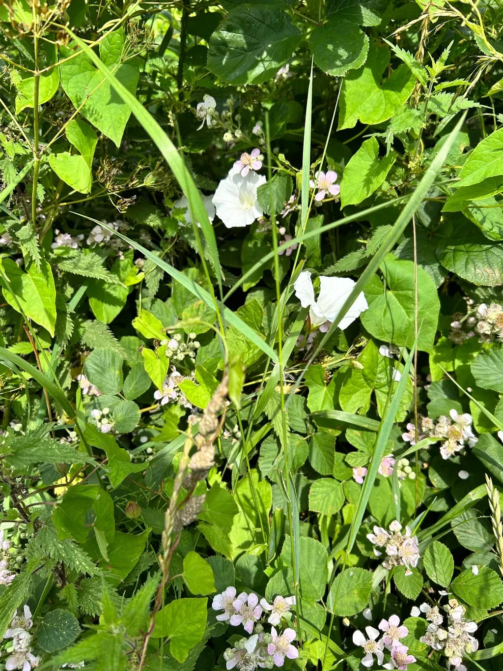 Hidden Blooms