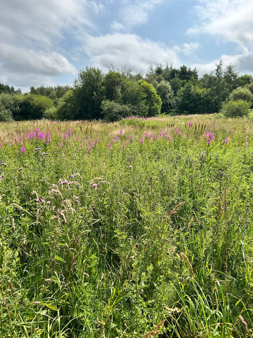Wildflower Meadow
