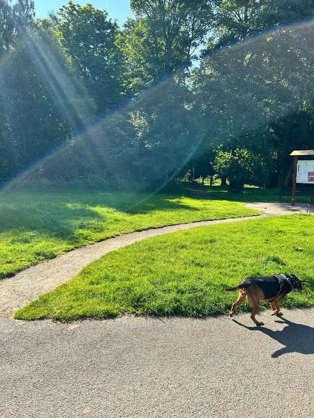 Sunlit Pathway